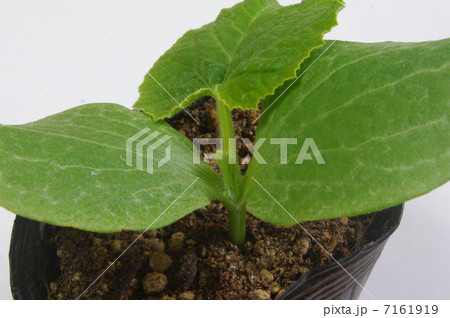 カボチャの苗 7161919