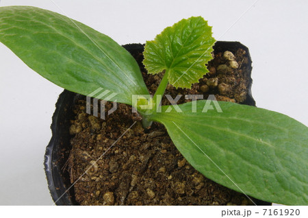 ズッキーニの苗 7161920