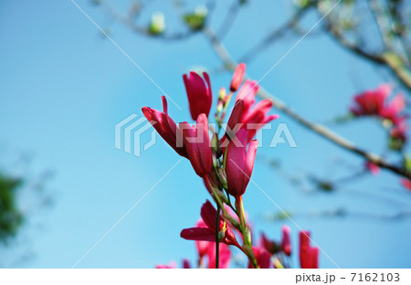 紫蘭　シラン 7162103