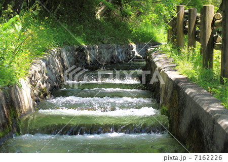 新緑の魚道 7162226