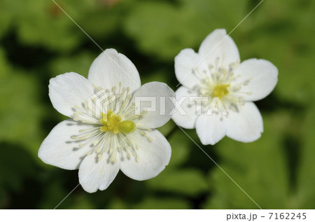 ニリンソウ(二輪草) ニリンソウ(二輪草) 7162245