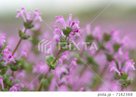 ホトケノザ 7162368