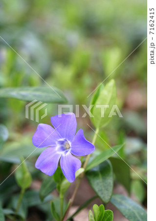 ヒメツルニチニチソウ 7162415