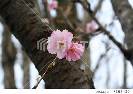 八重桜 7162430