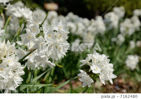 スイセン 水仙 花 春 白 緑 自然 植物 風景の写真素材