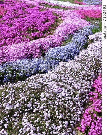 芝桜 7162493