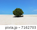 砂浜のマングローブ 7162703