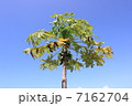 パパイヤの木 7162704