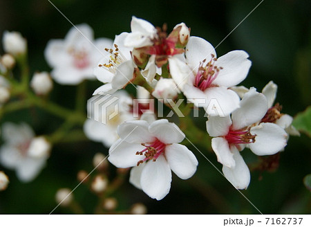 シャリンバイ 7162737