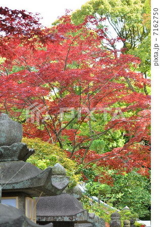 紅葉と新緑 紅葉と新緑 7162750