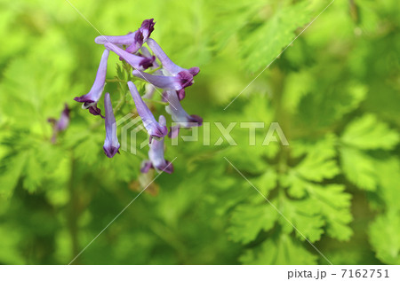 ムラサキケマン 7162751