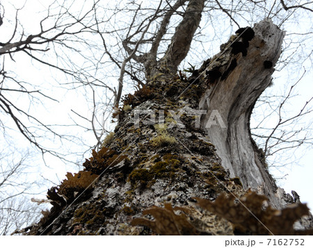 苔むす古木 7162752