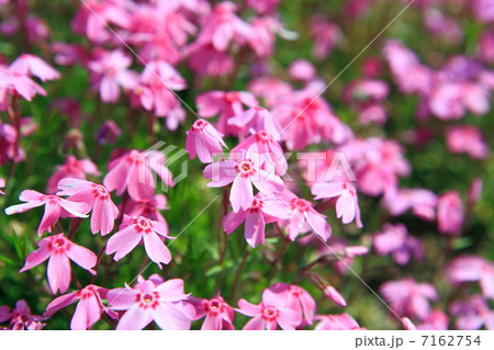 富士河口湖の芝桜 7162754