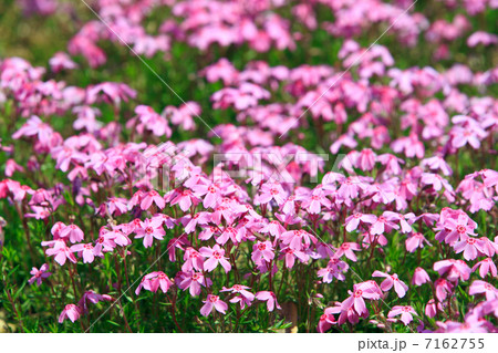 富士河口湖の芝桜 富士河口湖の芝桜 7162755