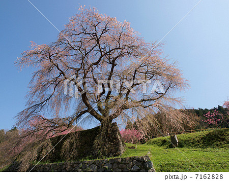 宇陀の又兵衛桜（本郷の瀧桜） 7162828