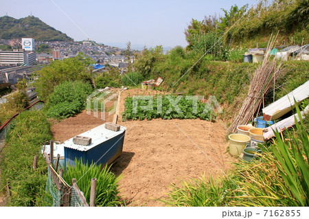 じゃがいも畑 7162855