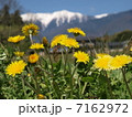信濃タンポポとアルプス 7162972