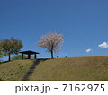 八重桜のある丘 7162975