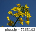 菜の花 7163102