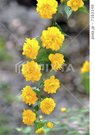 ヤエヤマブキ(八重山吹) ヤエヤマブキ(八重山吹) 7163149