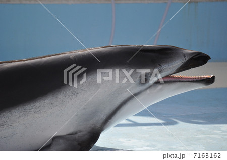カマイルカ カマイルカ 7163162