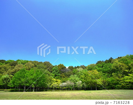 21世紀の森公園の芽吹き始めた木々の林風景 7163228