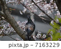 桜と鳩 7163229