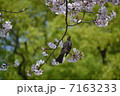 桜とツグミ 7163233