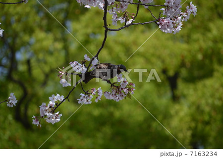 桜とツグミ 7163234