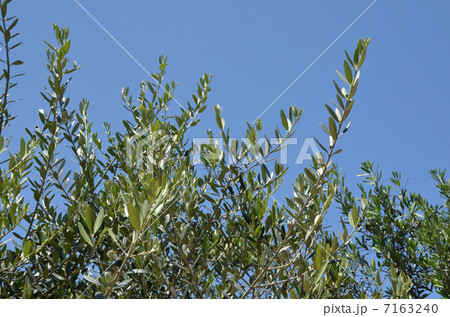 オリーブの葉 オリーブの葉 7163240