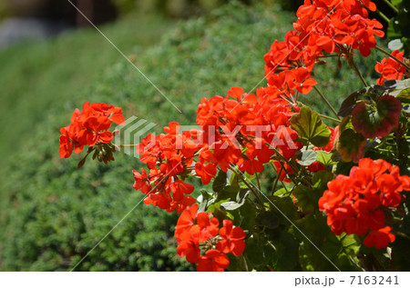 フロックス 7163241