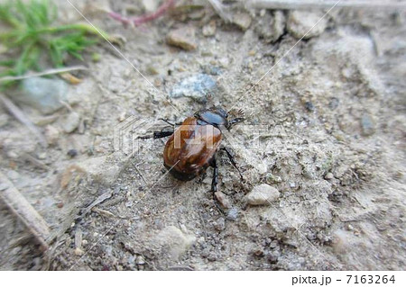 ウスチャコガネ ウスチャコガネ 7163264