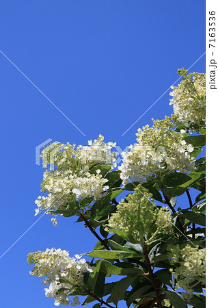 ピラミッドアジサイの花と青空 ピラミッドアジサイの花と青空 7163536