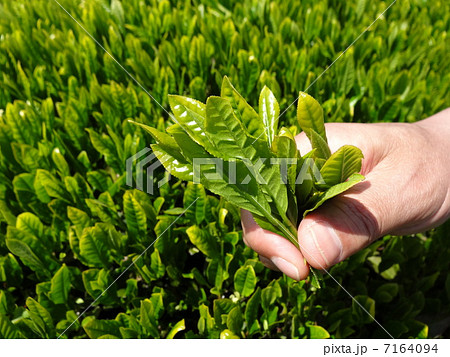 茶摘み 日本平 手摘み 茶摘み 日本平 手摘み 7164094