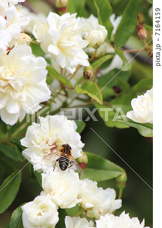 モッコウバラとハナアブ 7164159