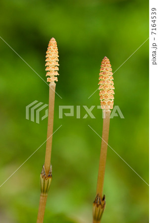 ツクシ ツクシ 7164539