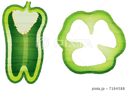 水彩風のカットピーマンのイラスト素材