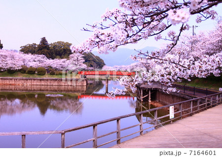 春の甘木公園 7164601