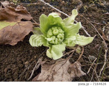 ふきのとう 7164626