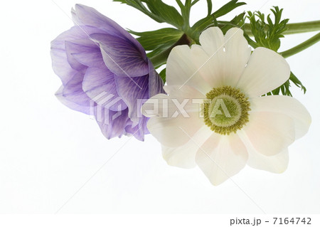 紫と乳白のアネモネ 7164742