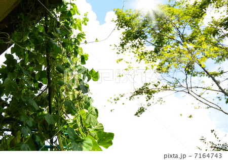 グリーンカーテン 7164743