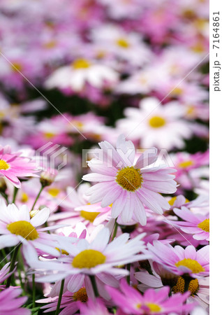 マーガレット マーガレット 7164861