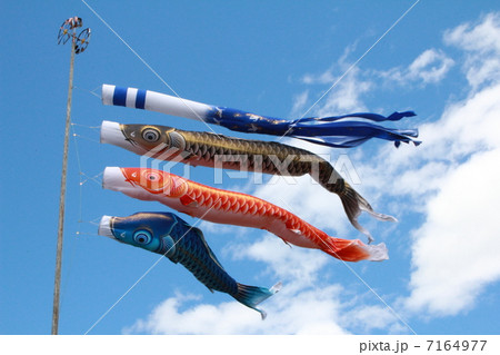 鯉のぼり 7164977