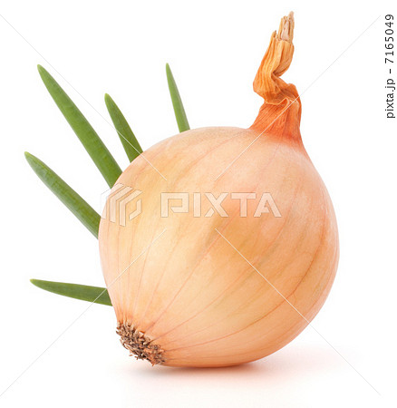 Onion bulb 7165049