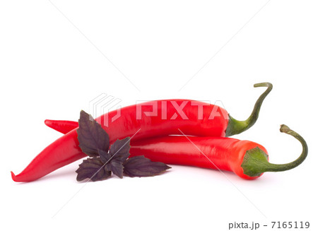 Hot red chili or chilli pepper and basil leaves still life Hot red chili or chilli pepper and basil leaves still life 7165119