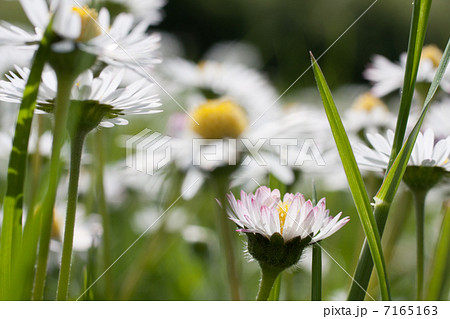 Beautiful daisies. Floral background. 7165163