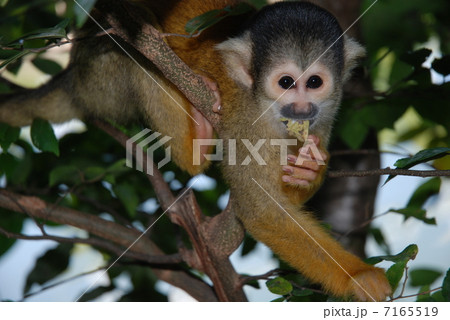 リスザル 7165519