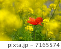 ポピーの花 7165574