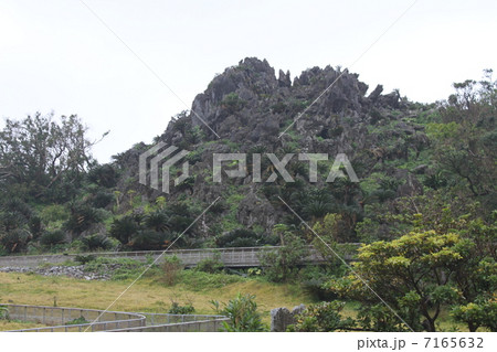 沖縄山原の熱帯カルスト大石林山の悟空石 7165632