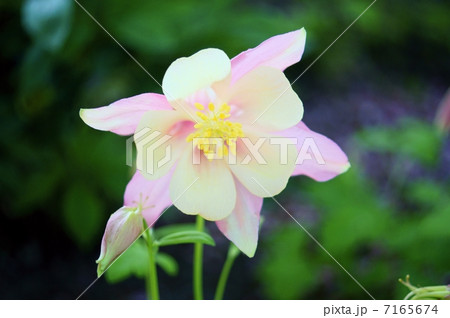 オダマキ　花言葉：勝利の女神　Aquilegia 7165674